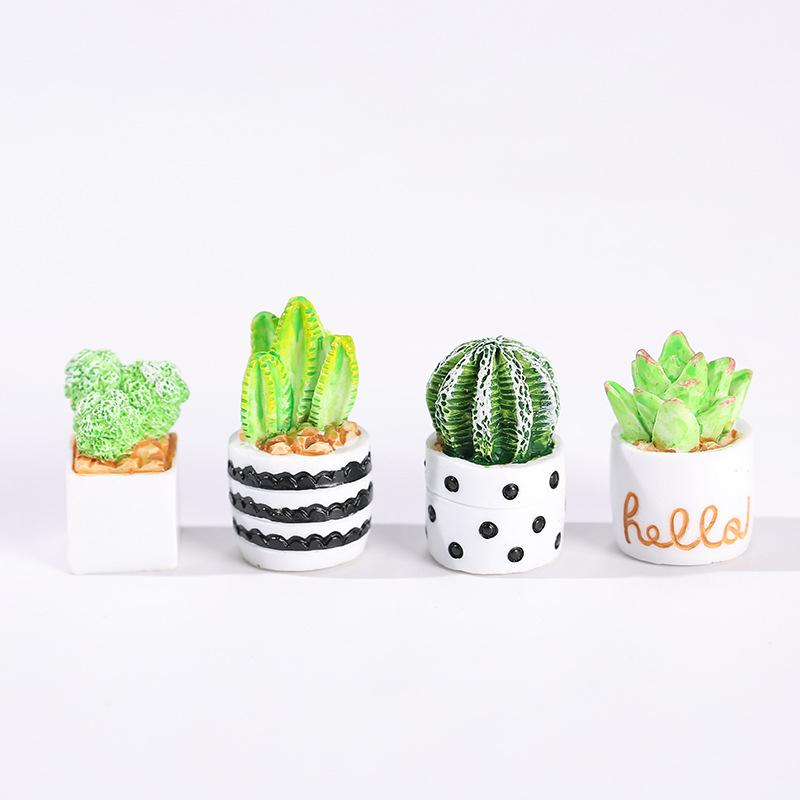 4-Piece Set of Cactus Succulen - огляд і ціна Echeveria Succulent