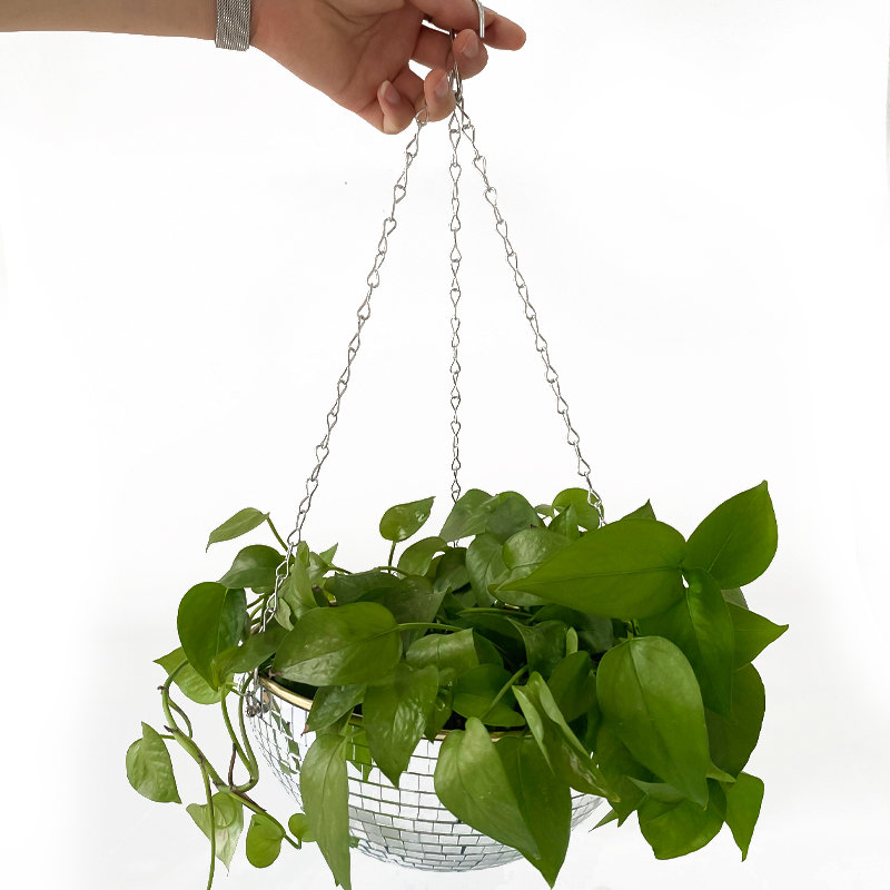 Disco Mirror Ball Hanging Flow - огляд і ціна Echeveria Succulent